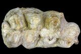 Gomphotherium (Mastodon Relative) Molar - France #139356-4